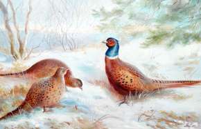 Фазаны.Зима.