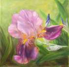  Картина Ирис